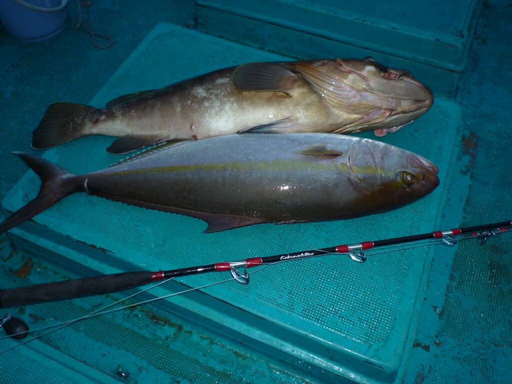 限定製作 ポイント10倍 送料無料 青物専用 二代目 青物キリング250 100号 Black Brown Ori Aomono250 100 釣竿 ロッド 船竿 おり 泳がせ のませ 落とし込み 青物 ブリ メジロ ハマチ イナダ ワラサ カンパチ ヒラマサ タテ釣り 食わせサビキ ハタ 超美品