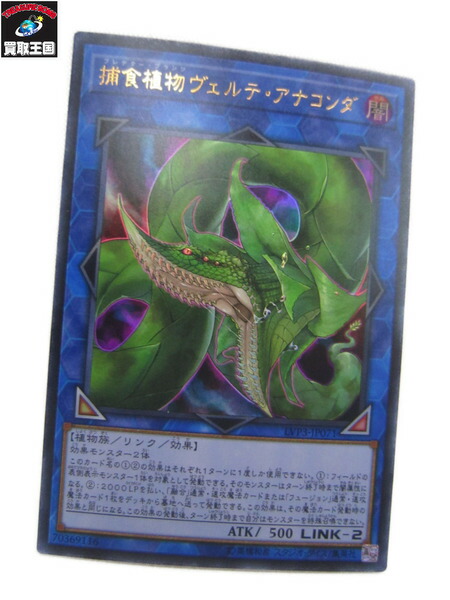アナコンダ ヴェルテ