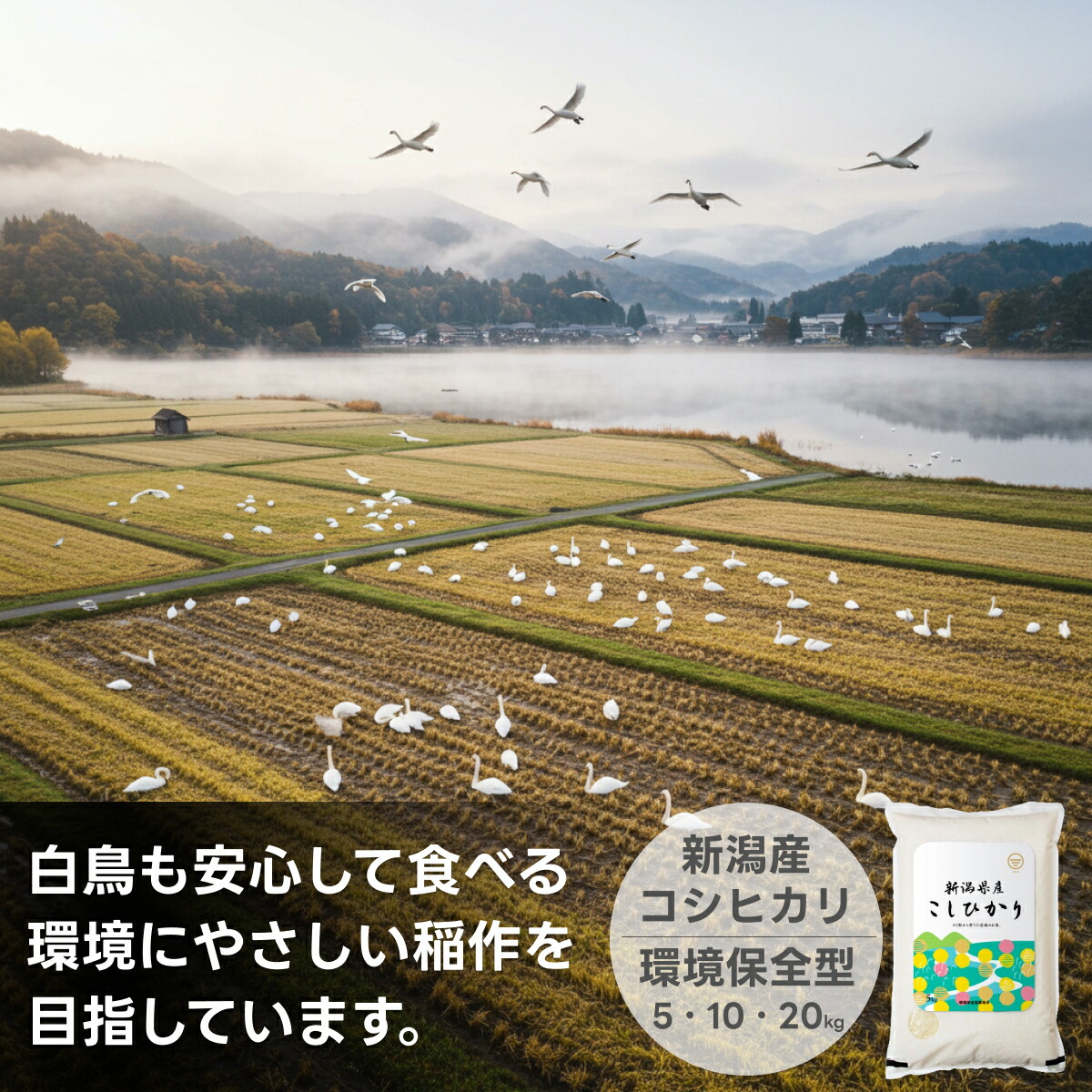 お米 新潟産コシヒカリ 送料無料 米杜氏 20kg 10kg 5kg 【令和7年産 】 新潟米 精米 白米 産地直送 安い