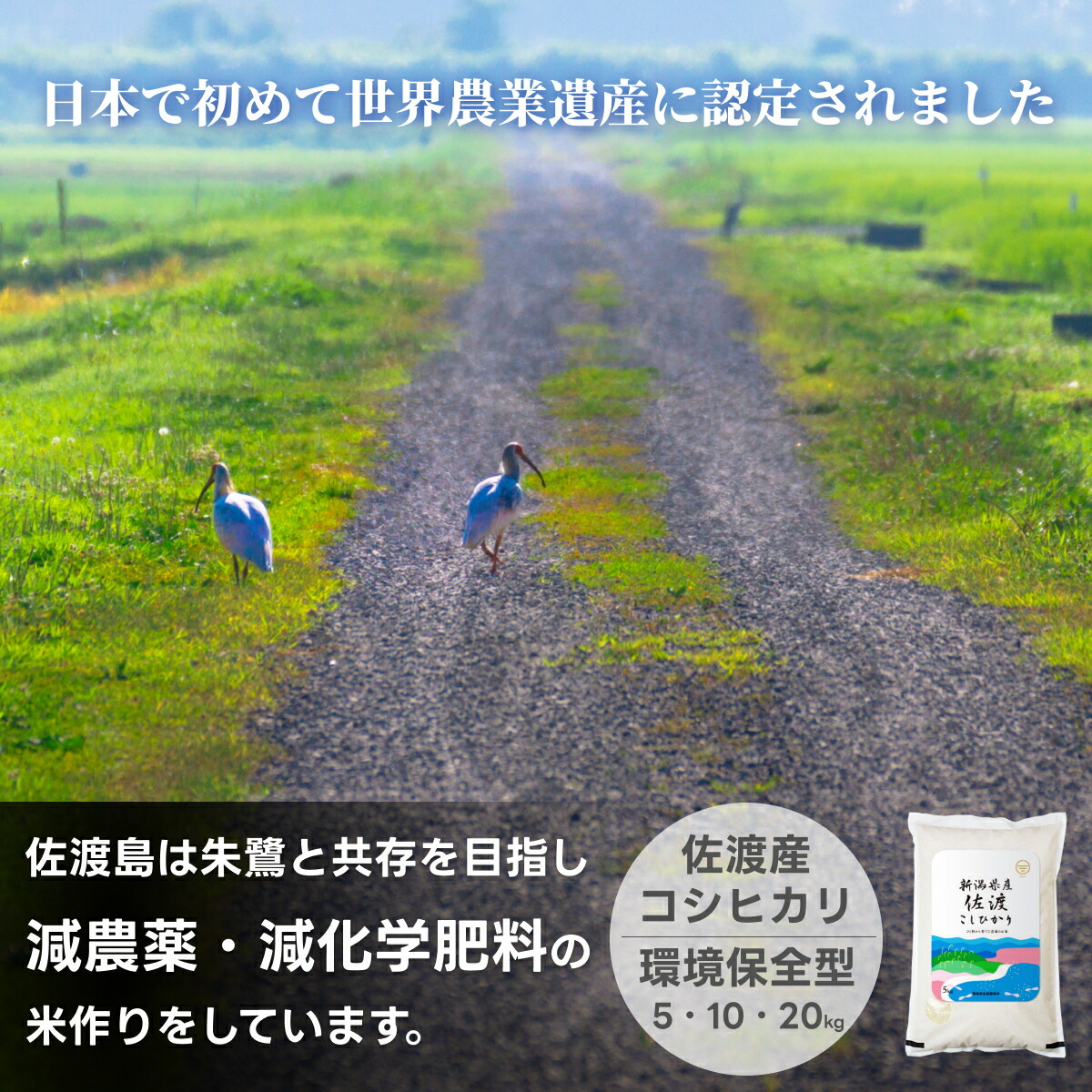 新潟 佐渡産 コシヒカリ 送料無料 5kg 10kg 20kg 白米 精米 米杜氏 お取り寄せ ギフト 贈り物 5キロ 10キロ 20キロ こしひかり 生産者 米 こめ コメ お歳暮 お中元 佐渡 お米 新米 令和6年産 安い