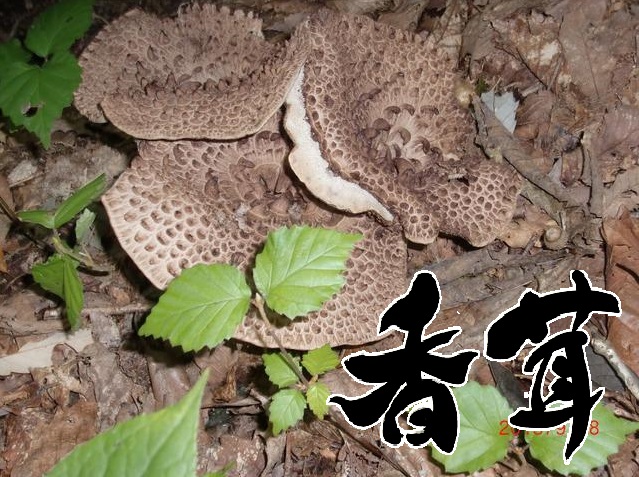 楽天市場】天然きのこ 香たけ（シシ茸 香茸 いのはな）300g 奥会津産網焼き すき焼き 天麩羅 混ぜご飯が旨い!☆ 松茸 舞茸しか知らない貴方人生損してます☆希少  高級天然キノコ 秋の味覚 山の幸 採りたて 新鮮 産地直送 ギフト : 天然 きのこ・山菜 の奥会津旬彩館