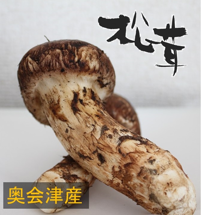 岩手県産松茸 760ｇ 傷、虫食い+thefivetips.com