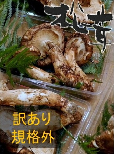 【松茸】松茸 国産【訳あり規格外品】約100g  奥会津産・岩手県産 秋の味覚 山の幸  超高級 希少食材 国産 まつたけ を 採りたて 産地直送 香り高い国産松茸で松茸炭火焼 すき焼き 松茸御飯 松茸のお吸い物 松茸土瓶蒸し 松茸茶碗蒸し 松茸三昧