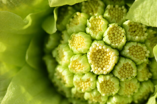 楽天市場】ふきのとう 山菜 ふきのとう 100g前後 新潟産 フキノトウ