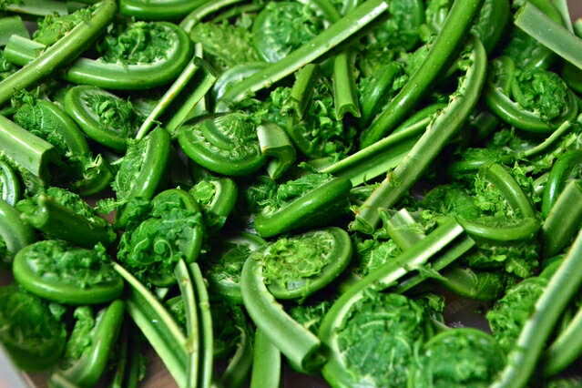 山菜　こごみ　新潟県産　採れたて新鮮発送 山菜こごみ新潟県産採れたて新鮮発送