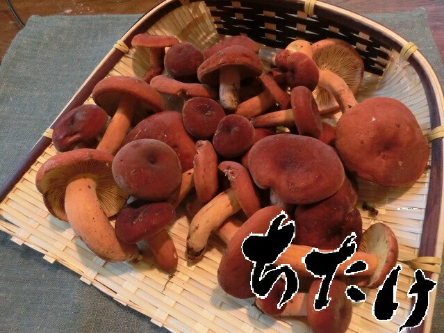 チチタケ冷凍  池田３㌔ imgrc0070416245.jpg