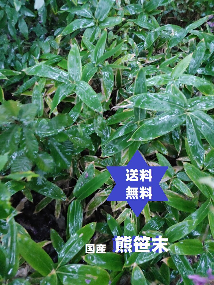クマザサパウダ-熊笹末・3kg(1k入3個)国産100%高圧蒸気滅菌処理済パウダー・送込・無添加・兵庫県・篠山産 No.880