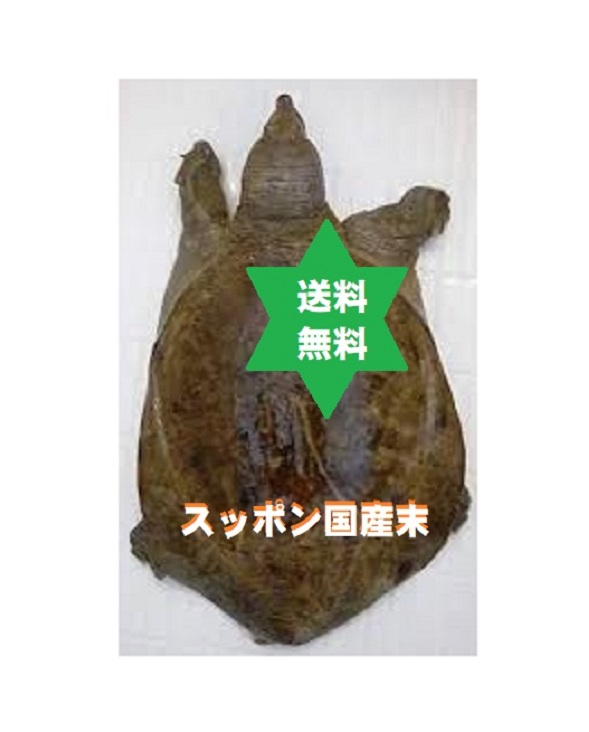 【健康食品】 スッポンマツ　スッポン末500g1袋 国産滅菌無添加粉末純国産100％ 歩く漢方薬　滋養、美容、冷え性の方に。・送料当社負担｜くすり屋