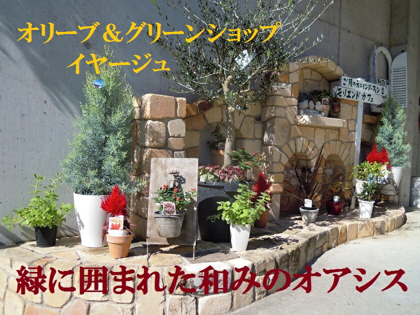 楽天市場 ポイント2倍 フェニックスロベレニー シンノウヤシ 10号 llサイズ インテリア オシャレな観葉植物 新築祝い 開店祝い 開業祝い ギフト 2021年のシンボルツリー ドライガーデン 椰子 大人気 オリーブショップ イヤージュ 楽天市場 ポイント2倍 フェニックスロベレニー シンノウヤシ 10号 llサイズ インテリア オシャレな観葉植物 新築祝い 開店祝い 開業祝い ギフト 2021年のシンボルツリー ドライガーデン 椰子 大人気 オリーブショップ イヤージュ