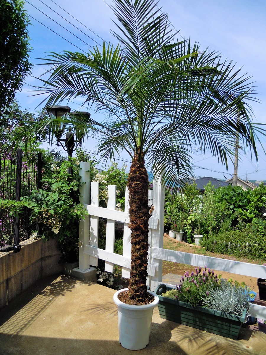 楽天市場】【現品発送】フェニックス ロベレニー 7号グロウコンテナ