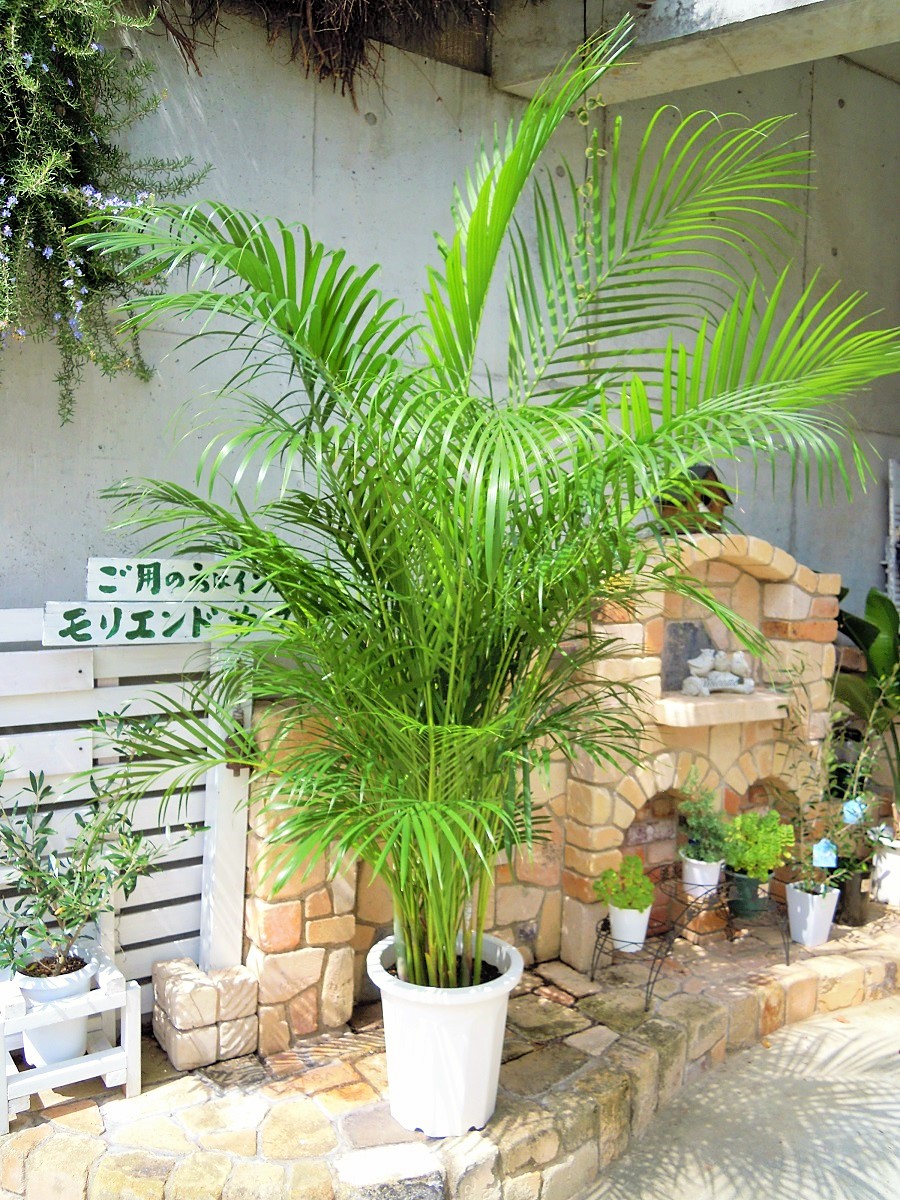 アレカヤシ　１０号 　ヤシの木　インテリア　観葉植物　新築祝い　開店祝い　ギフト　リゾートグリーン　お洒落