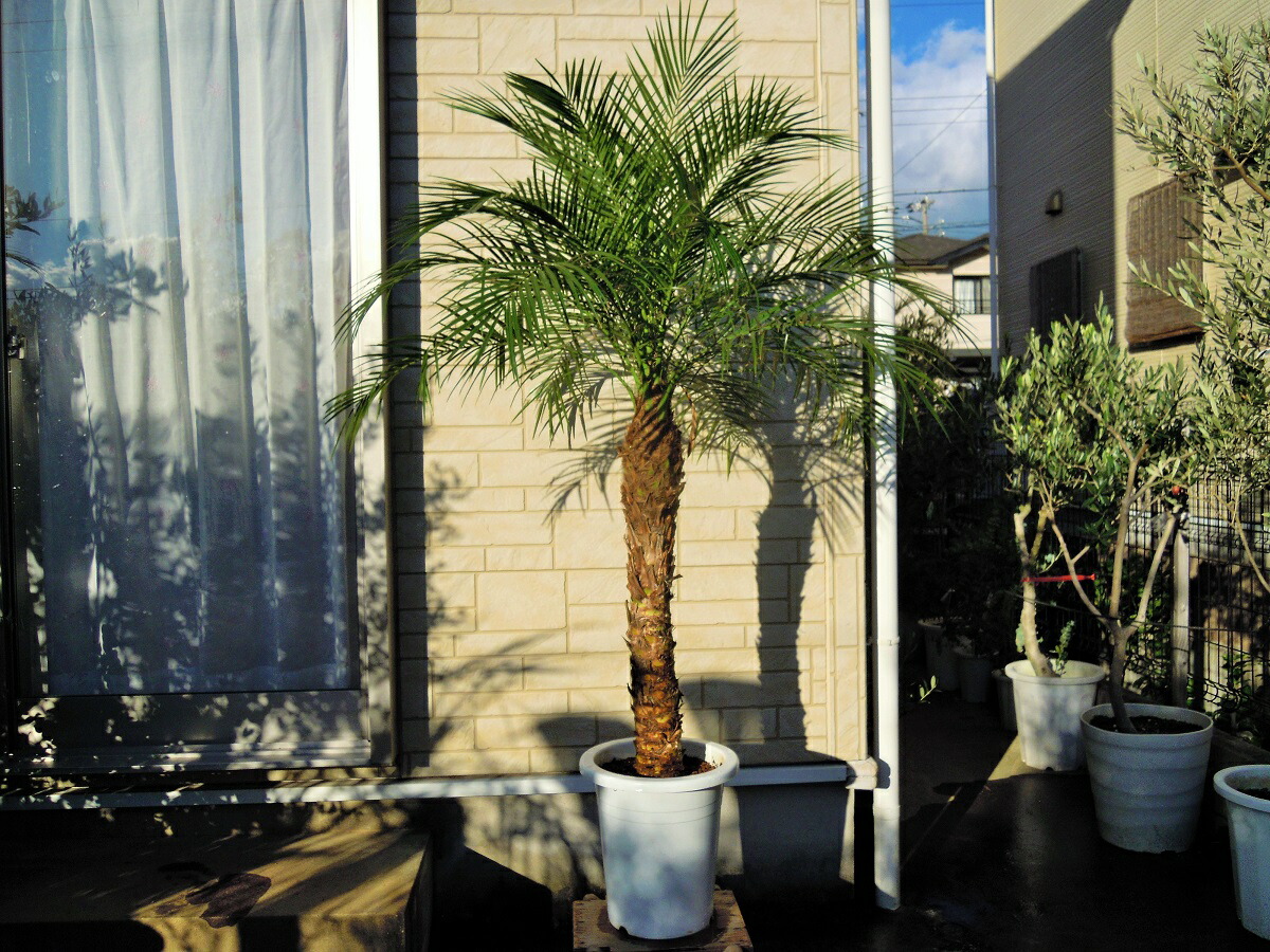 ポイント 倍 フェニックスロベレニー 9号 サイズ シンノウヤシ オシャレな観葉植物 インテリア 開店祝い 新築祝い 年のシンボルツリー ドライガーデン Massage Mit Herz De