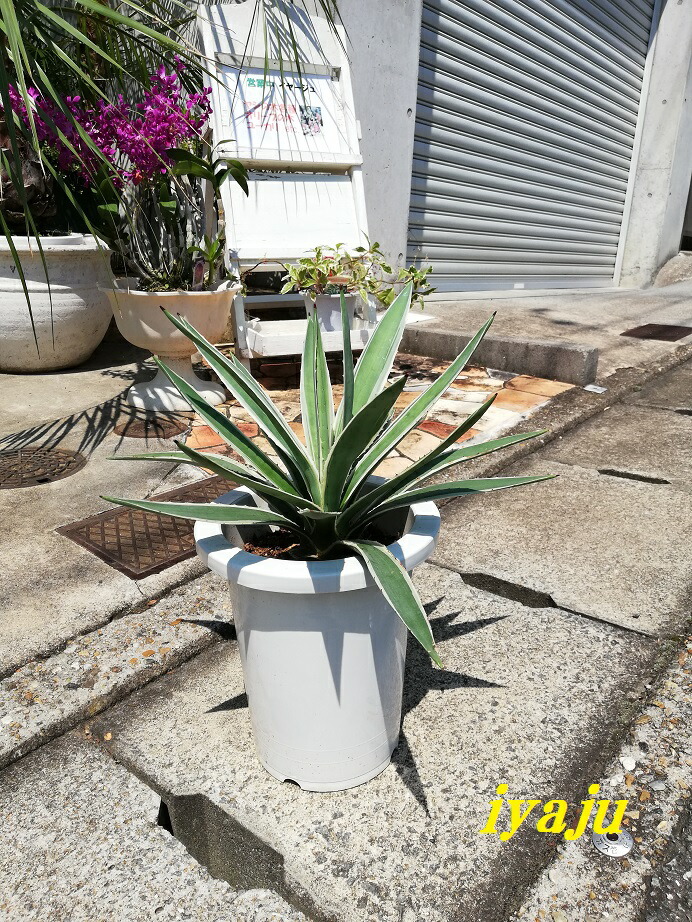 アガベ ハクセンコウ 8号 0013 インテリア オシャレな観葉植物 新築祝い 開店祝い ギフト ドライガーデン Korkmazmauritius Com