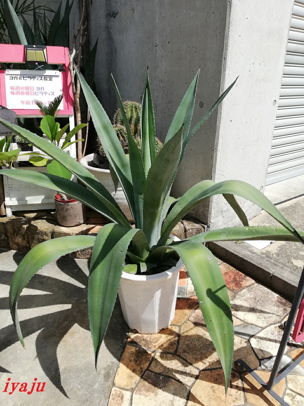 リュウゼツラン☆斑入りアガベ☆入荷です♪ リュウゼツラン☆斑入りアガベ☆入荷です♪