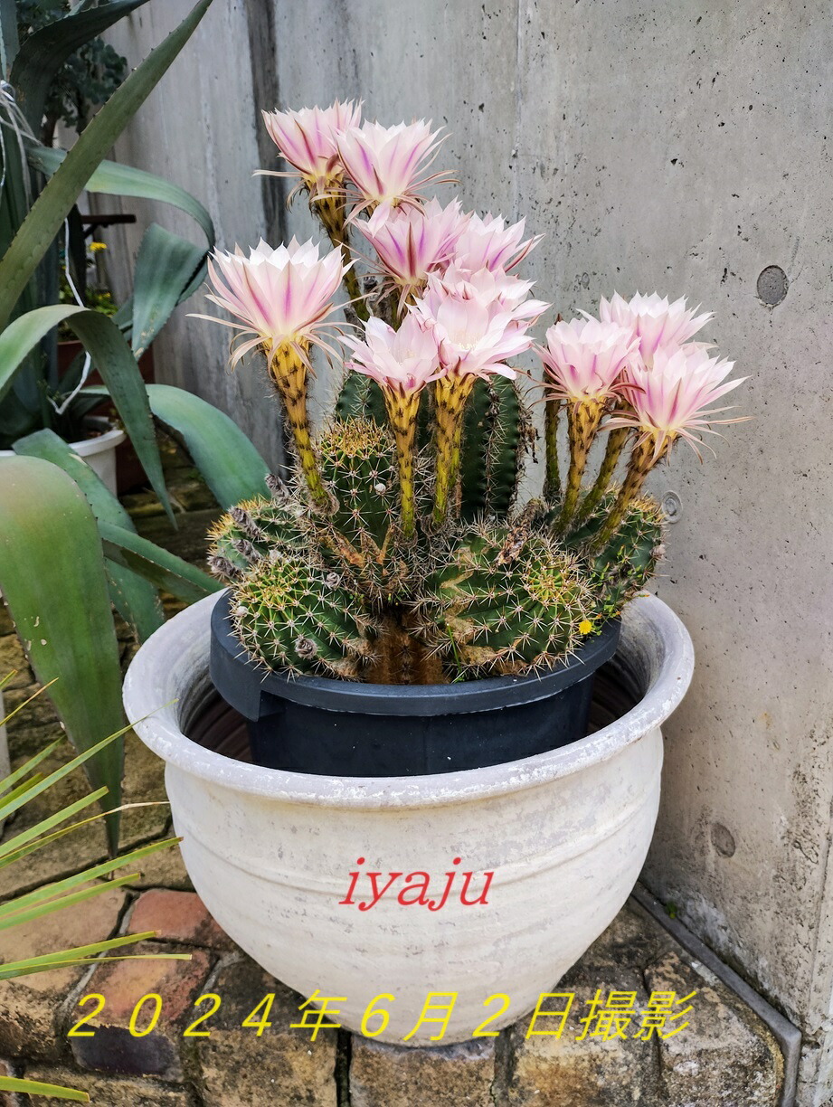 楽天市場】【20日はP5倍！】【現品】サボテン エキノプシス