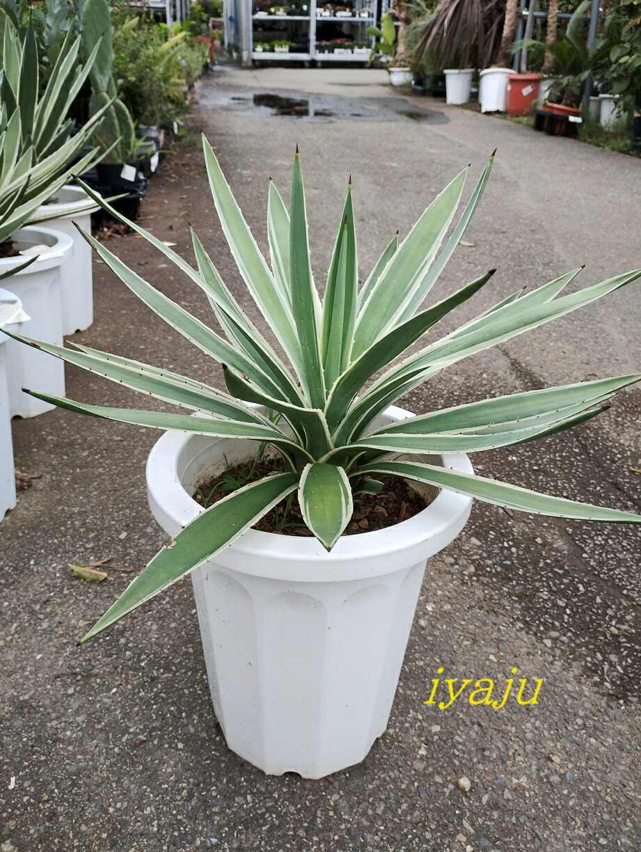 アガベ　シャカズル　ブルーグロー　ドライガーデン　希少 アガベ シャカズル ブルーグロー ドライガーデン 希少