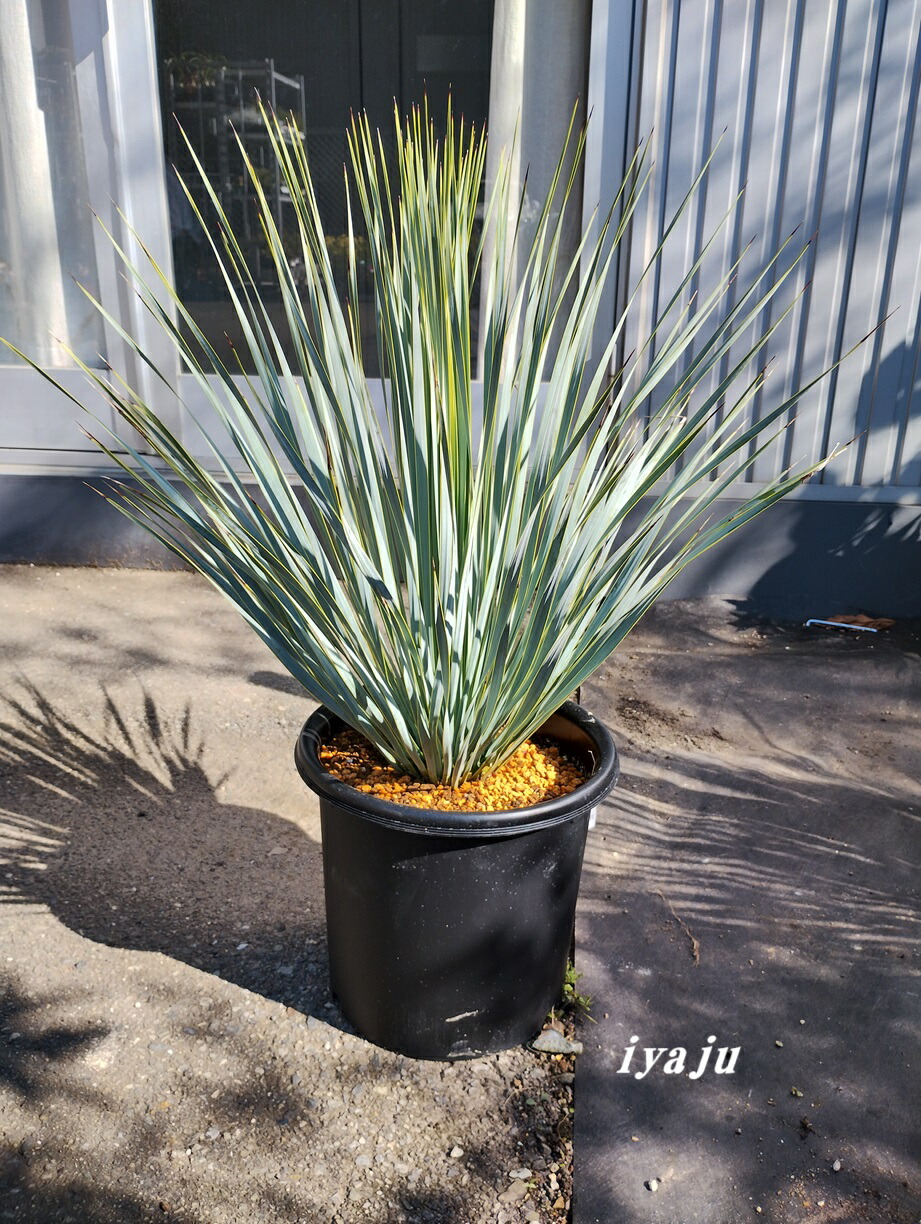 ユッカ ロストラータ シルバーリーフ 観葉植物植物 ドライガーデン