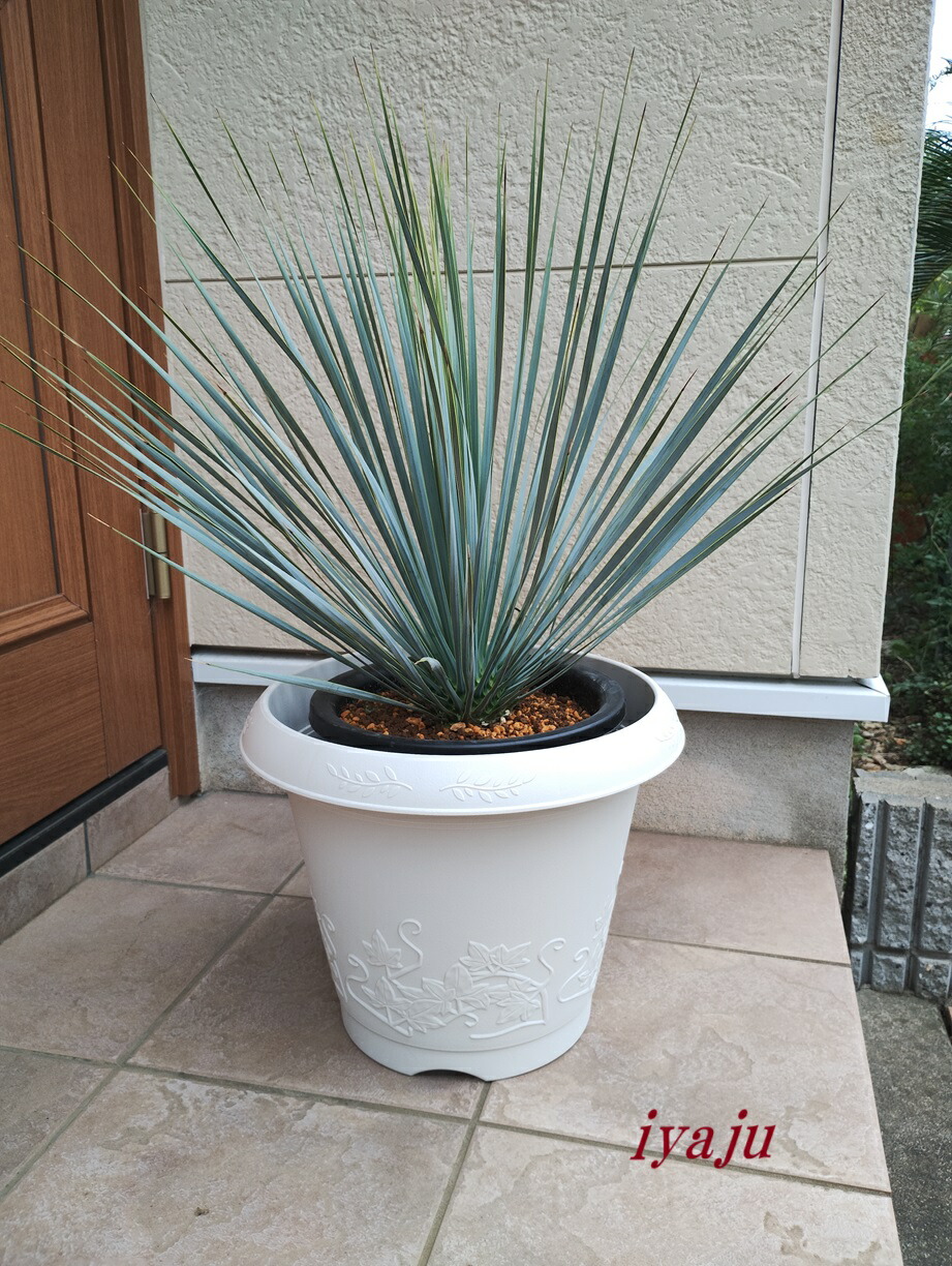 楽天市場】ユッカ トンプソニアーナ 常緑 観葉植物 丈夫 耐寒性 ドライ