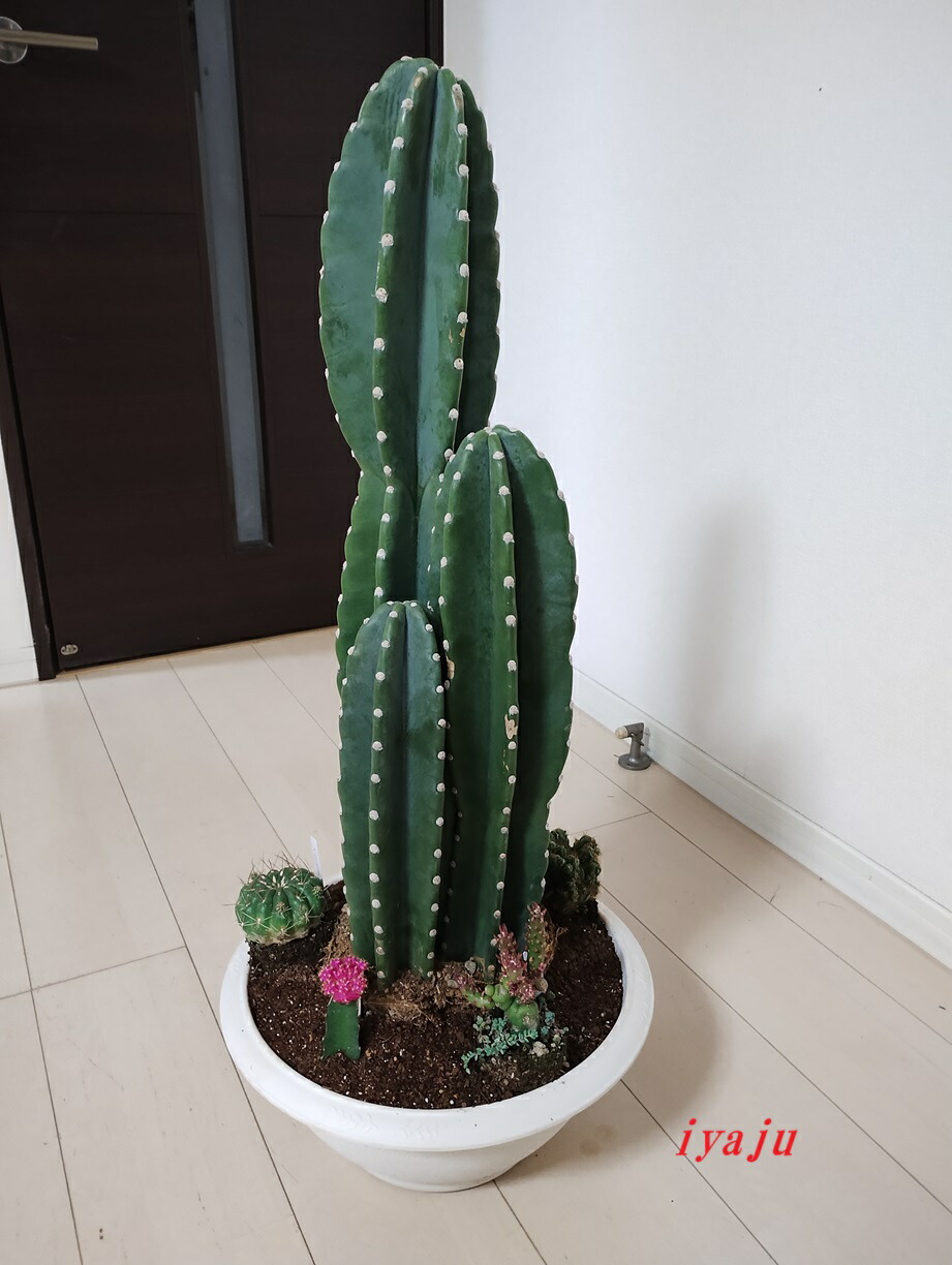 サボテン　エスノプシス属　巨大株、子付き サボテン エスノプシス属 巨大株、子付き
