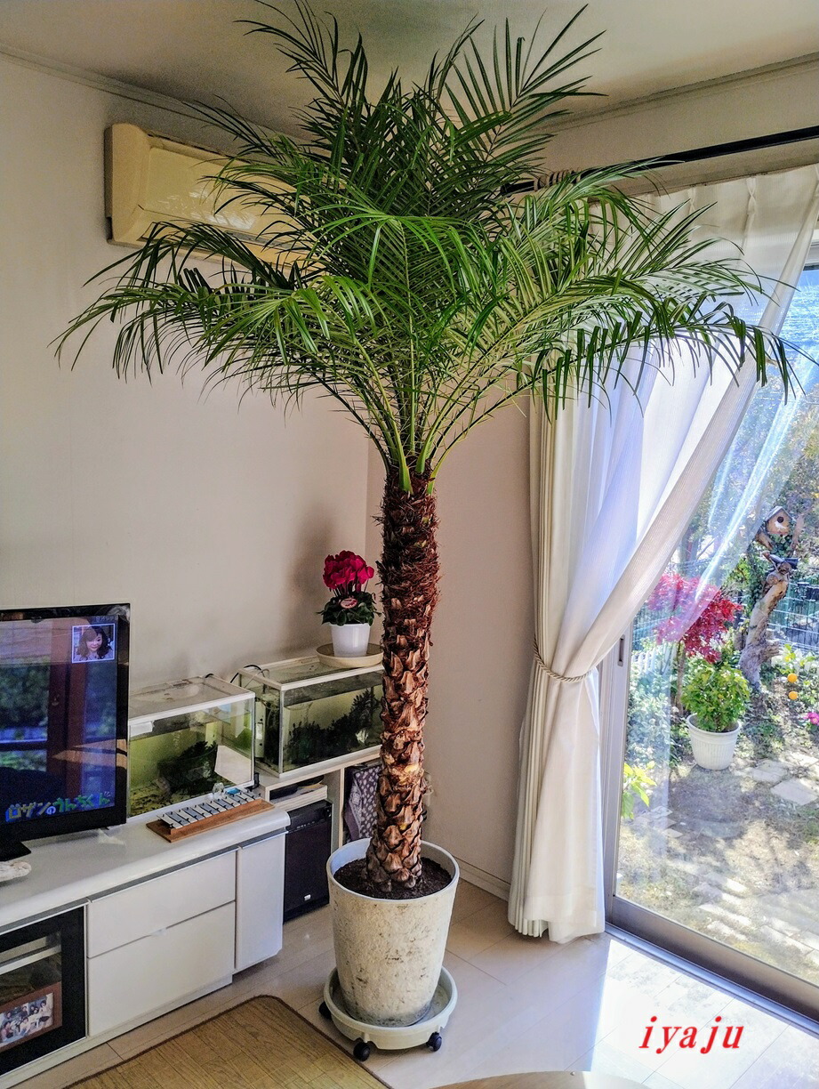 ココスヤシ　4本セット　コトちゃん様 ココスヤシ 4本セット コトちゃん様 ココスヤシ 4本セット コトちゃん様