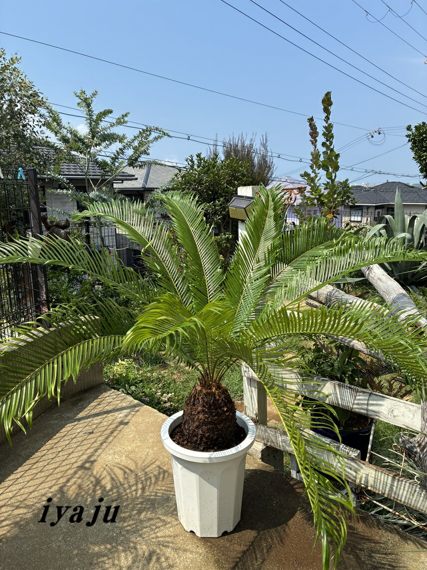 楽天市場】【一点物】 ソテツ 蘇鉄 株立ち極太い株 樹形きれい 子株