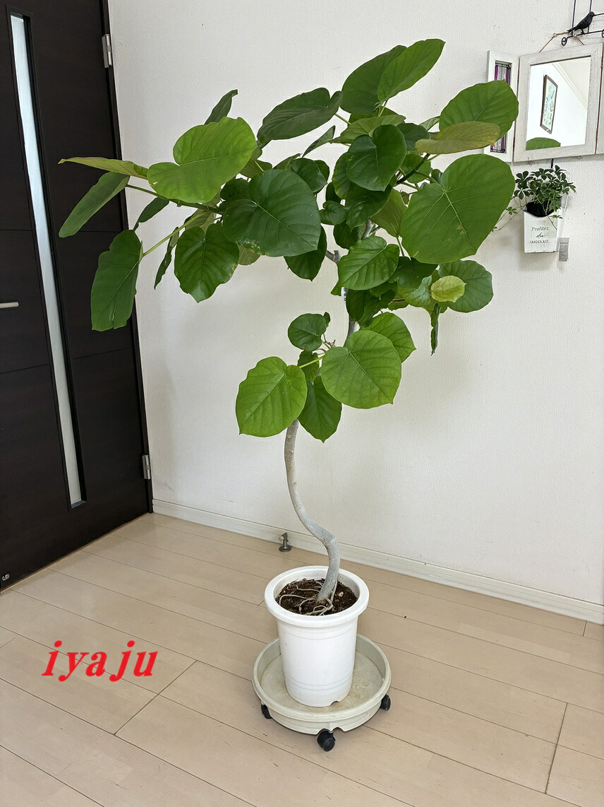 ウンベラータ　８号（0927）　曲がりタイプ　観葉植物　オシャレなインテリア　新築祝い　開店祝い　ギフト