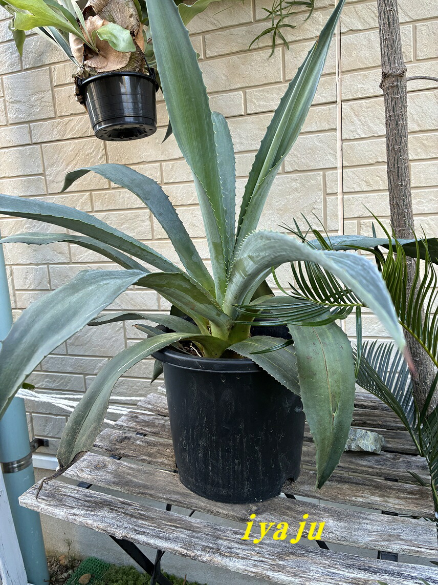楽天市場】◎アガベ・ベネズエラ錦・5号◎リュウゼツラン◎観葉植物