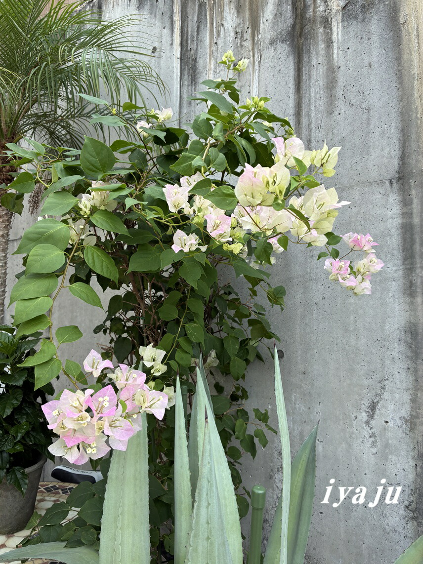 ブーゲンビリア 盆栽 紫花 約30cm ブーゲンビリア 盆栽 紫花 約30cm ブーゲンビリア 盆栽 紫花 約