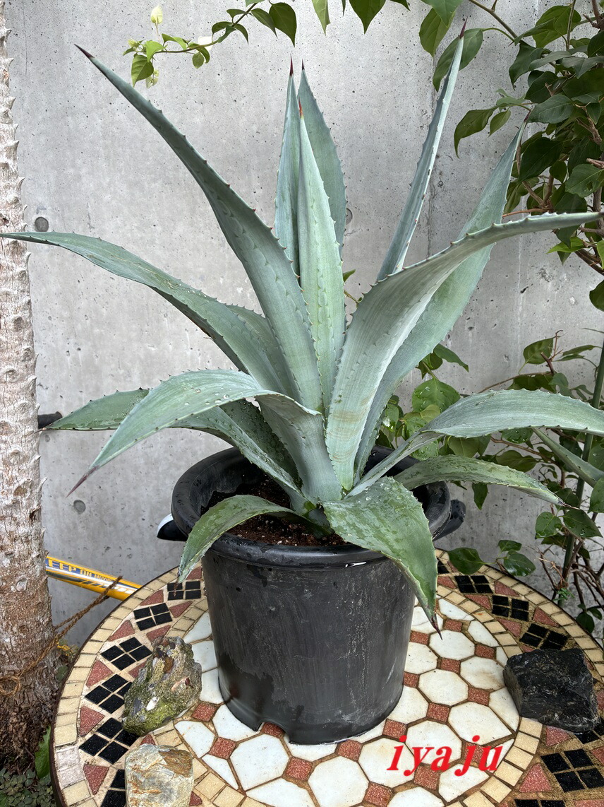 楽天市場】【送料無料】アガベ アメリカーナ 斑入り 10号 観葉