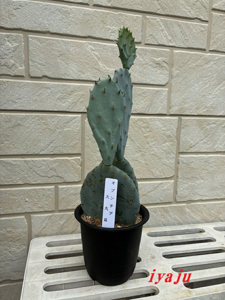 楽天市場】ウチワサボテン サボテン ドライガーデン【送料無料