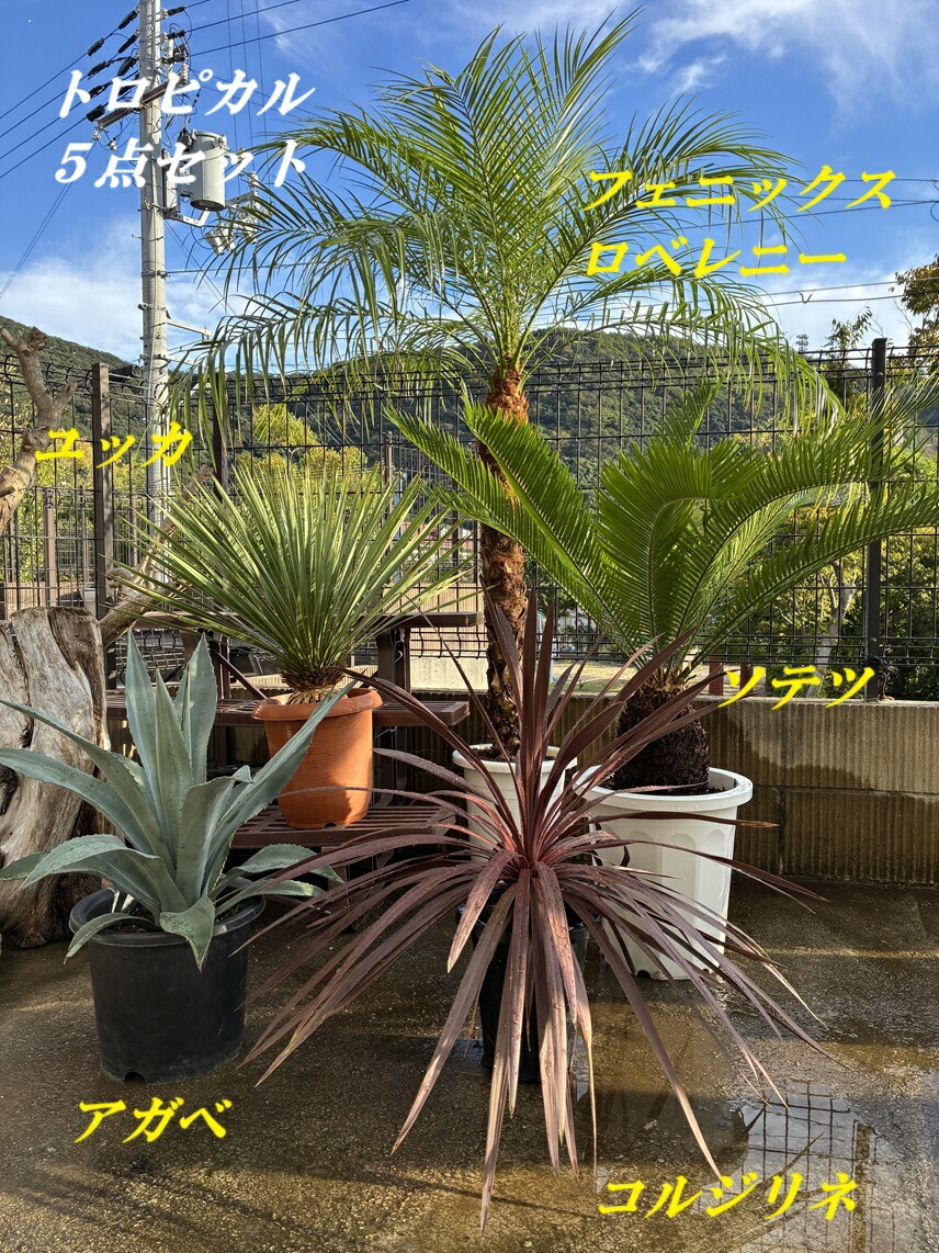 選べる外構植栽 トロピカル３点仕掛ける（1106） ユッカ ロストラータ 9号、フェニックスロベレニー 9号 アガベ ９号  ソテツ １０号 コルジリネ ６号 素っ気ない苑地 耐寒性観葉草木 鍵を掛ける苑地  黄金州表現スタイル ハワイアン 差し上げ物