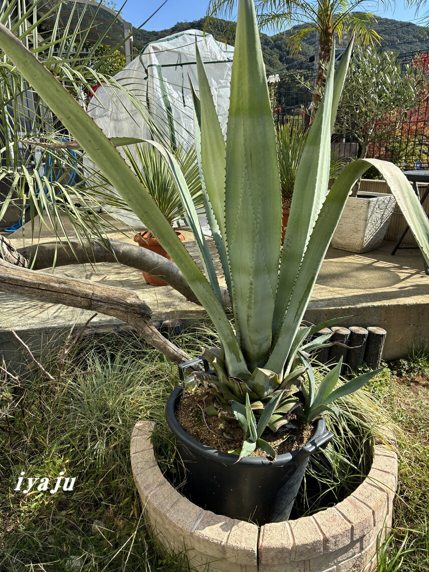 耐寒性アガベ 特大アメリカーナ◇引き取り　ドライガーデン南国ユッカ　ヤシ　ソテツ 耐寒性アガベ 特大アメリカーナ◇引き取りドライガーデン南国ユッカ