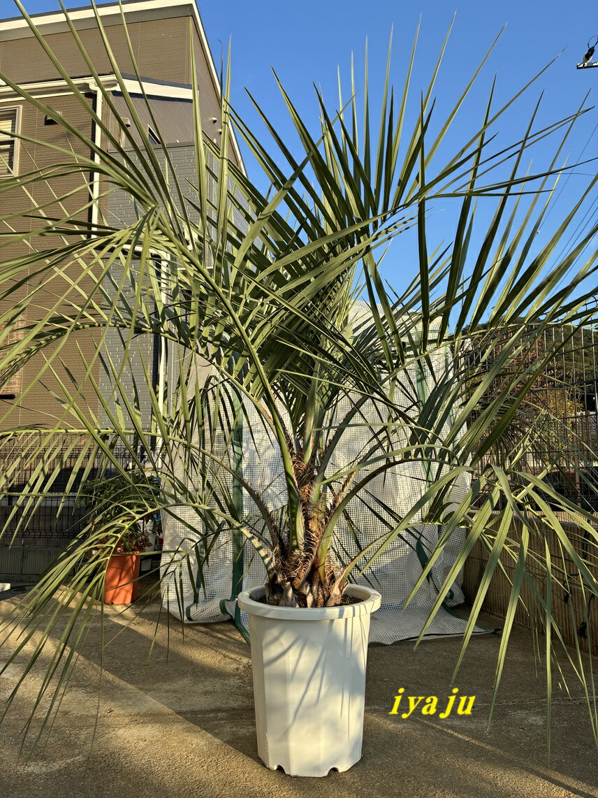 楽天市場】観葉植物 ココヤシ 6号鉢 ヤシ 陶器鉢 送料無料 観葉植物