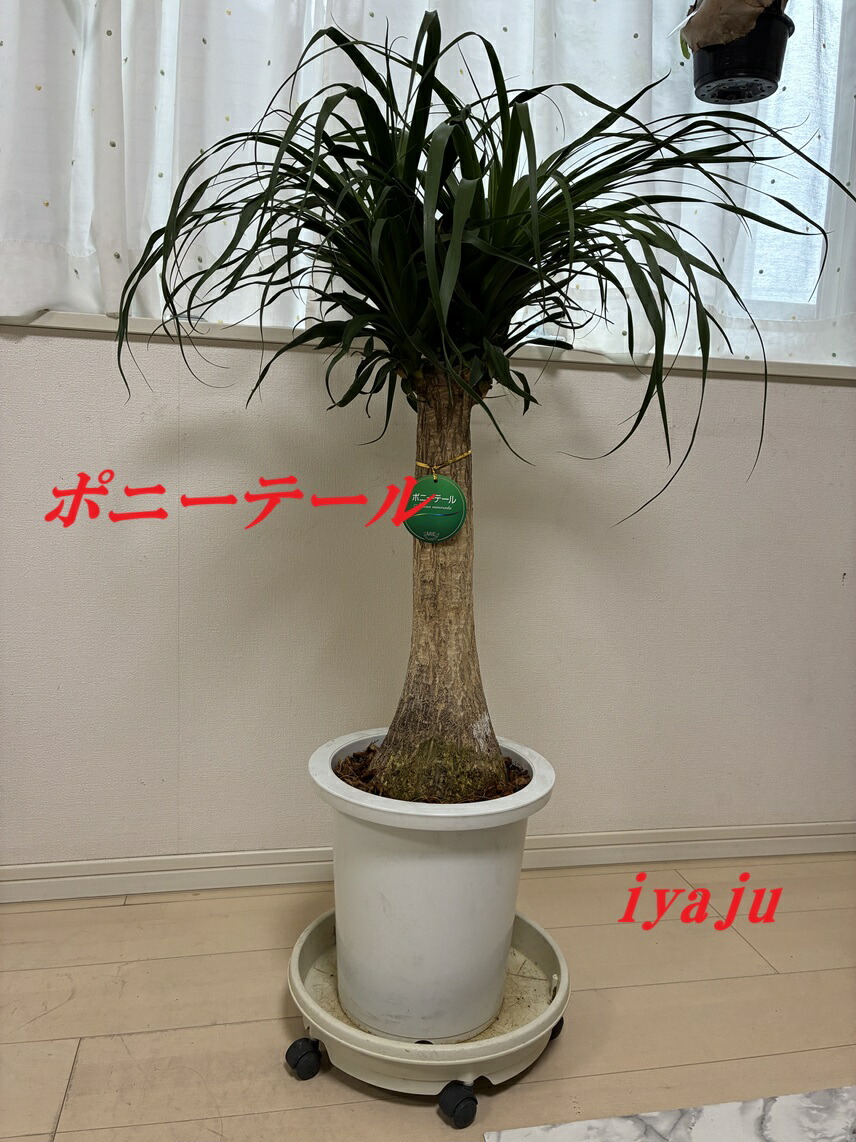 楽天市場】観葉植物 大型 トックリラン ノリナ 【現品】 12号 黒