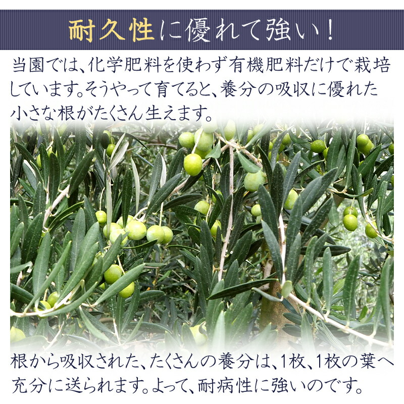 楽天市場 ソヨゴ 雌株 モチノキ科 全高2 2ｍ送料無料 現品発送 吉岡さん家のオリーブ園