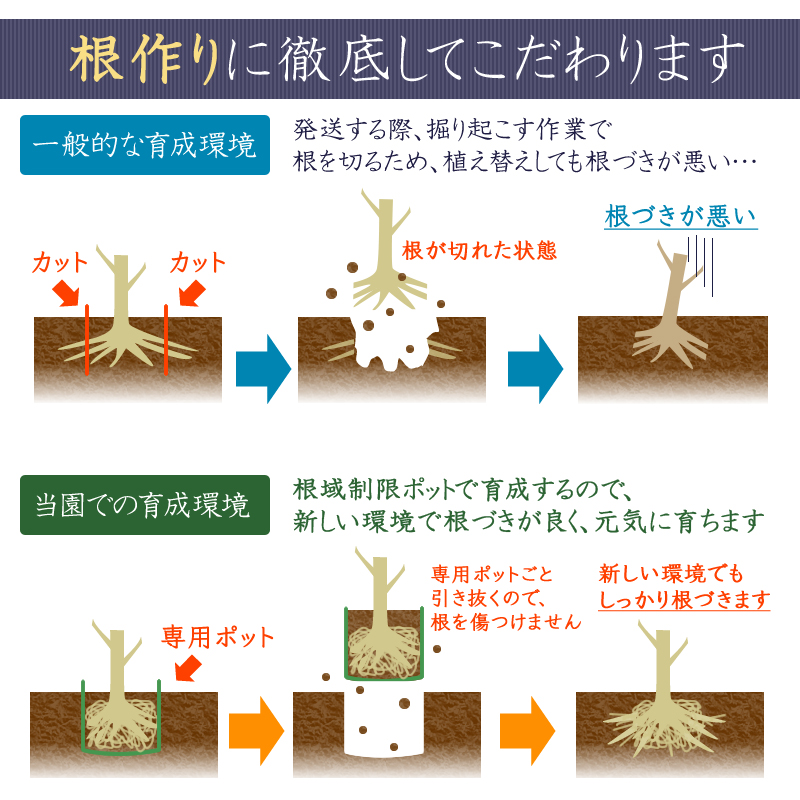 オリーブの木 ネバティロブランコ 全高1 4 送料無料 現品発送 Keshavconsulting Com