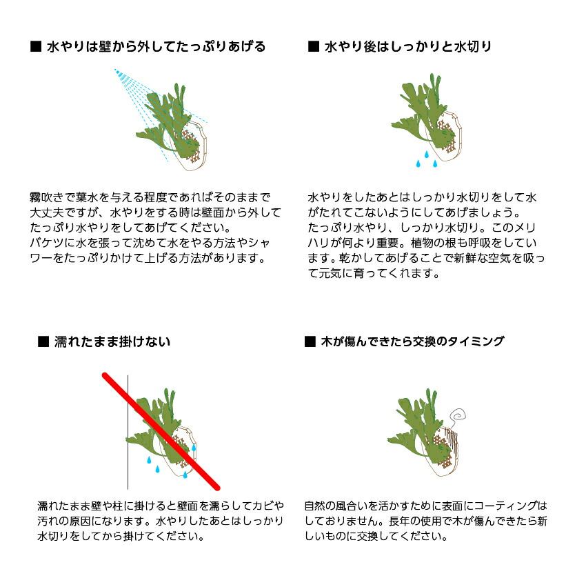 ビカクシダ コウモリラン ハンギング 着生 板 プレート 板付ボタニカルハンガー Bth 01 septicin Com ビカクシダ コウモリラン ハンギング 着生 板 プレート 板付ボタニカルハンガー Bth 01 septicin Com