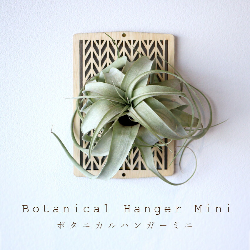 楽天市場】ビカクシダ ラック バスケット 3個セット LPG-B230-3-SL