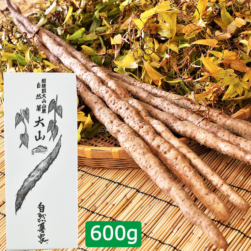 自然薯 600g 30cm程度にカット 3 6本入り 押し麦付 神奈川県産 自然薯 自然薯家 グルメ ダイニングスタイルショー新商品コンテスト大賞受賞 ディオスコリン含有 お中元 敬老の日 ギフト のし対応可 Tajikhome Com