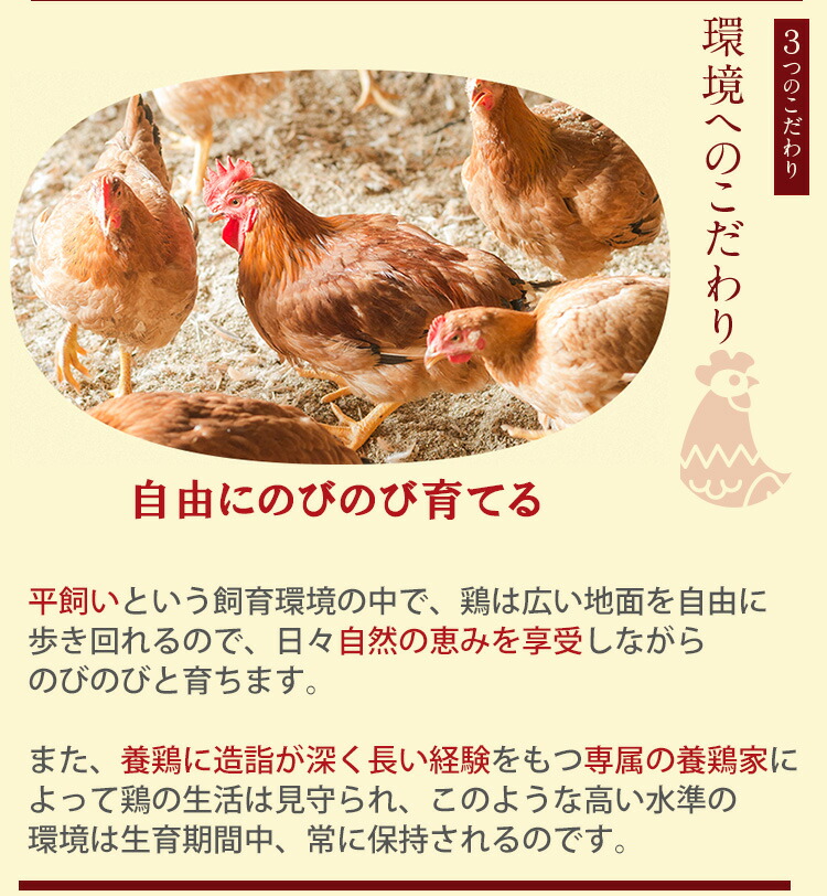 古処長鳴鳥 水炊き 贈もの背景 3 4方コスト こしょどり 天野ストアー お中元のし調和可 Acilemat Com