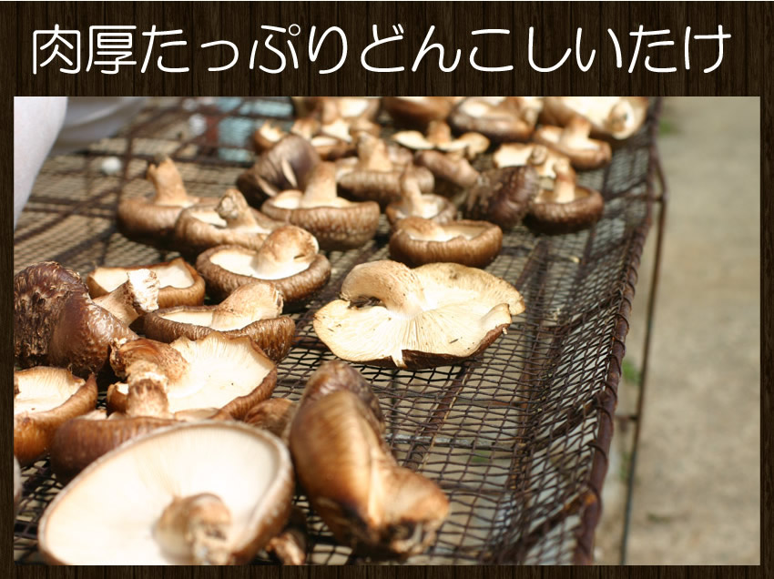 楽天市場 肉厚たっぷりのどんこしいたけがたっぷり100g 御吸い物やバーベキュー 色々な食事に椎茸は大活躍です 旨みたっぷりのしいたけを戻してダシにも使えます 博多もつ鍋と餃子 マイニチトッカ