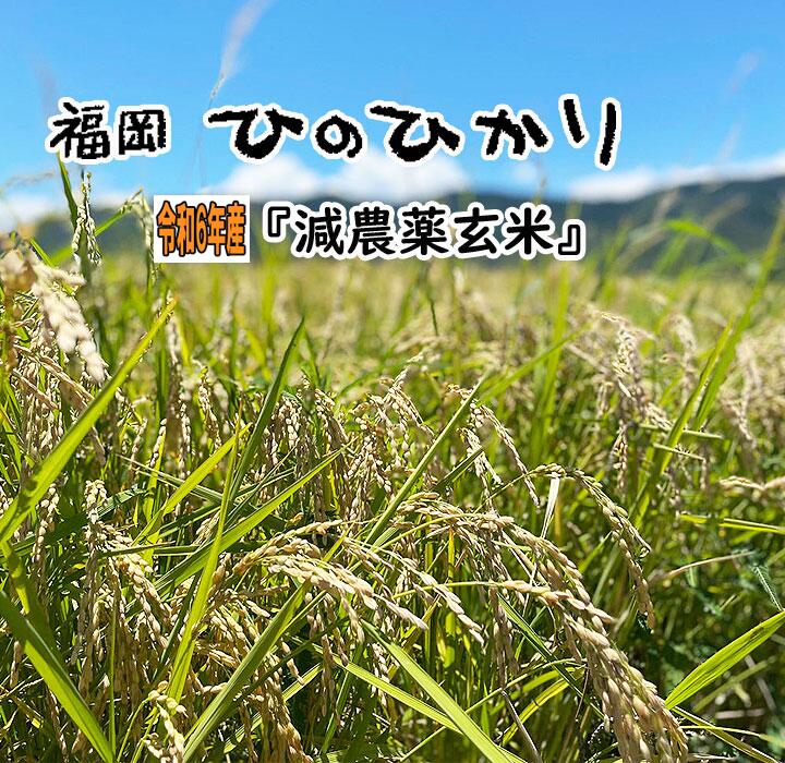【令和6年産 新米 おすすめ】2024年産 玄米  ひのひかり ヒノヒカリ コメ 旬 特A  20Kg  減農薬 送料無料 福岡県産  産地直送  美味しい うまい お米 安い 厳選米 福岡のお米  国産米 格安 お得 20キロ 10Kgx2 驚安 新鮮 げんまい 【在庫少なくなっております。お早めに】