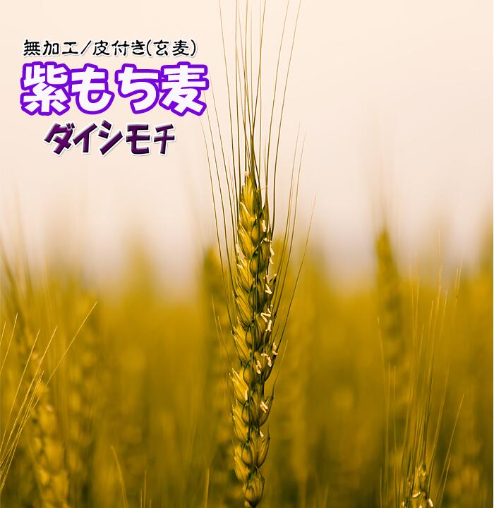 国産もち麦 2024年産 紫もち麦 令和6年 無加工 玄麦 皮付き チャック付き小袋入り  麦ごはん ヘルシー 美味しい プチプチ大麦 10Kg(1Kgx10個) まとめ買い 割安 送料無料 モチ麦 むらさきもち麦 九州産 ダイシモチ 無農薬 天日干し 有機 人気 おすすめ 話題 スーパーフード