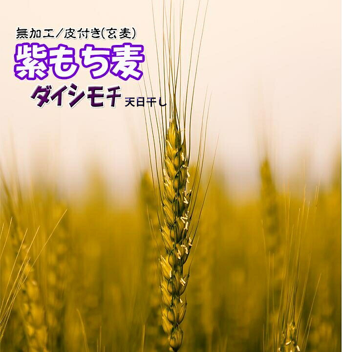 国産もち麦 紫もち麦 3Kg 無農薬 ヘルシー 新鮮 旬 雑穀米 大麦 送料無料 令和56年 2024年産 NEW むらさきもち麦 皮付き 九州産 ダイシモチ 天日干し もち麦ごはん 無加工 玄麦 チャック付き小袋入り 裸麦 低カロリー 自然食品 スーパーフード 人気 売れてます