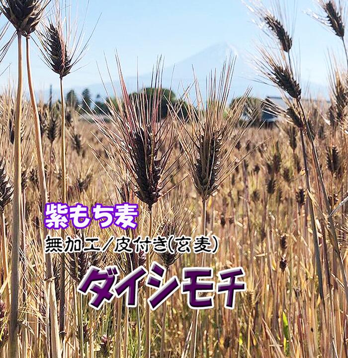2023年産 紫もち麦 10㎏ 炭素循環農法・安心の無農薬／無肥料