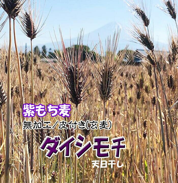 国産もち麦 令和6年 紫もち麦 無加工 玄麦 皮付き 低カロリー 天日干し 自然食品 チャック付き小袋入り 2024年産 ヘルシー 雑穀 大麦 10キロ (1Kgx10個) 送料無料 モチ麦 むらさき麦 人気 おすすめ 話題 特産品 九州産 ダイシモチ 無農薬 農薬ゼロ 有機 麦ごはん まとめ買い