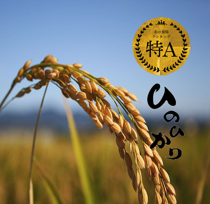 【最短出荷2～3営業日内】令和6年 10kg 特a  ひのひかり 玄米 げんまい  新鮮 きれい 旬 1等米 2024年産 送料無料 福岡県産 厳選米  産地直送 ヒノヒカリ 美味しい 単一原料米100% コシヒカリ系 特別栽培 減農薬米 おすすめ 人気 売れ筋 健康食 ライス ヘルシー お買い得