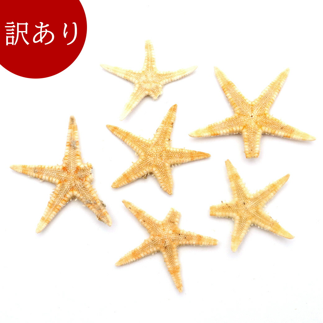 楽天市場】貝殻【スターフィッシュ（ヒトデ）】 ミニ貝殻 パーツ