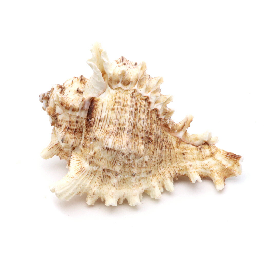 楽天市場】シャコガイ 天然貝 片面 サイズおまかせ2個組 約15～16x90