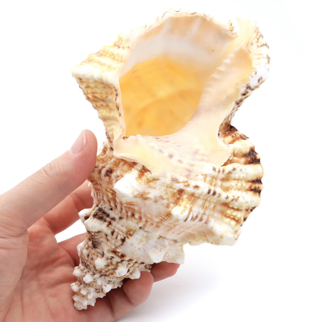 法螺貝 約36センチ　　ほらがい・ホラガイ　置物　インテリア 法螺貝 約36センチ ほらがい・ホラガイ 置物 インテリア Amazon